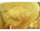 CRUSTACEA, ISOPODA in Baltic amber #4682