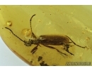 Darkling beetle, Tenebrionidae, Lagriinae, Statira Baltica NEW SPEC. Fossil insect in Baltic amber #4694