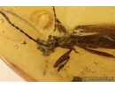 Darkling beetle, Tenebrionidae, Lagriinae, Statira Baltica NEW SPEC. Fossil insect in Baltic amber #4694
