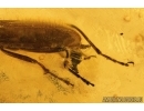 Darkling beetle, Tenebrionidae, Lagriinae, Statira Baltica NEW SPEC. Fossil insect in Baltic amber #4694