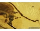 Darkling beetle, Tenebrionidae, Lagriinae, Statira Baltica NEW SPEC. Fossil insect in Baltic amber #4694