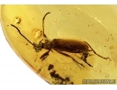 Darkling beetle, Tenebrionidae, Lagriinae, Statira Baltica NEW SPEC. Fossil insect in Baltic amber #4694