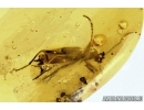 Darkling beetle, Tenebrionidae, Lagriinae, Statira Baltica NEW SPEC. Fossil insect in Baltic amber #4694