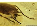 Darkling beetle, Tenebrionidae, Lagriinae, Statira Baltica NEW SPEC. Fossil insect in Baltic amber #4694
