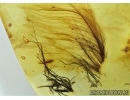 Aves, Very rare Bird feathers, probably with Bird Lice, Mallophaga in Baltic amber stone #4698