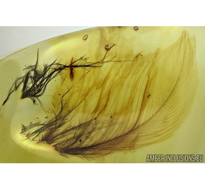 Aves, Very rare Bird feathers, probably with Bird Lice, Mallophaga in Baltic amber stone #4698