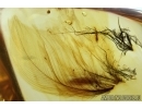 Aves, Very rare Bird feathers, probably with Bird Lice, Mallophaga in Baltic amber stone #4698