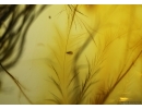 Aves, Very rare Bird feathers, probably with Bird Lice, Mallophaga in Baltic amber stone #4698