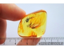 Aves, Very rare Bird feathers, probably with Bird Lice, Mallophaga in Baltic amber stone #4698