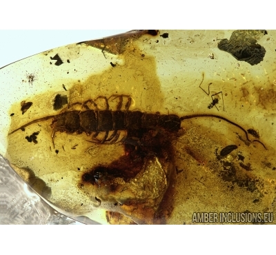 Big Chilopoda, Centipede in Baltic amber 4702