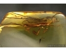 MICROPEZIDAE, Stilt-Legged Fly in Baltic amber #4703