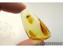 Cricket Orthoptera  in Baltic amber #4709