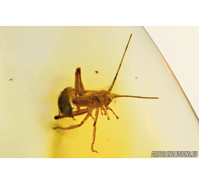 Cricket Orthoptera  in Baltic amber #4709