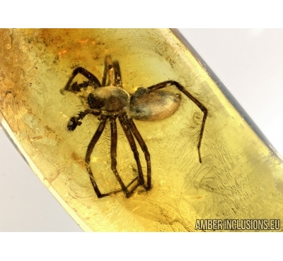 ZOROPSIDAE, Very big False Wolf SPIDER In BALTIC AMBER  in Baltic amber #4715