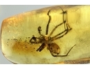 ZOROPSIDAE, Very big False Wolf SPIDER In BALTIC AMBER  in Baltic amber #4715