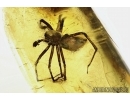 ZOROPSIDAE, Very big False Wolf SPIDER In BALTIC AMBER  in Baltic amber #4715