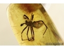 ZOROPSIDAE, Very big False Wolf SPIDER In BALTIC AMBER  in Baltic amber #4715