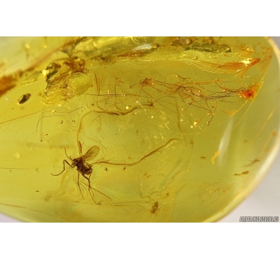 MAMMALIAN HAIR and GNAT in Baltic amber #4738