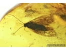 Moth Lepidoptera in Baltic amber #4742