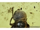 Pipunculidae, Big-headed fly in Baltic amber #4752
