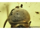Pipunculidae, Big-headed fly in Baltic amber #4752