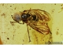 Pipunculidae, Big-headed fly in Baltic amber #4752