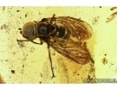 Pipunculidae, Big-headed fly in Baltic amber #4752