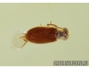 Coleoptera, Aderidae, Antlike leaf beetle and Hymenoptera  Braconidae Wasp in Baltic amber #4757
