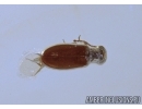 Coleoptera, Aderidae, Antlike leaf beetle and Hymenoptera  Braconidae Wasp in Baltic amber #4757
