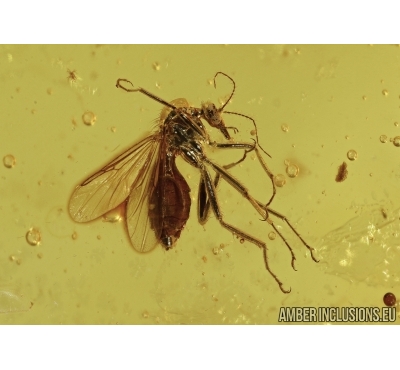 Biting midge, Ceratopogonidae. Fossil insect in Baltic amber #4767