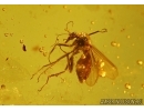 Biting midge, Ceratopogonidae. Fossil insect in Baltic amber #4767