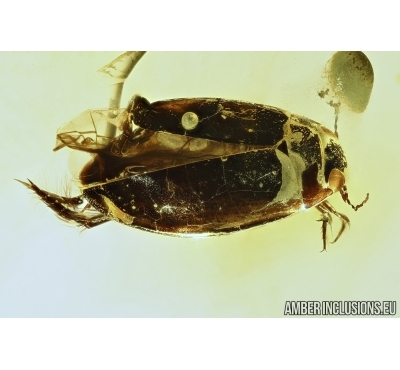 Rare aquatic predaceous diving beetle Dytiscidae in Baltic amber #4774