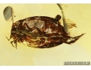 Rare aquatic predaceous diving beetle Dytiscidae in Baltic amber #4774