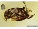 Rare aquatic predaceous diving beetle Dytiscidae in Baltic amber #4774