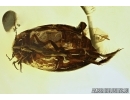 Rare aquatic predaceous diving beetle Dytiscidae in Baltic amber #4774
