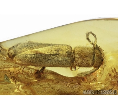 Cerambycidae, Longhorn Beetle and Tortoise mites ( Acari, Uropodidae) on a beetle in Baltic amber #4775