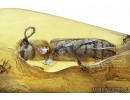 Cerambycidae, Longhorn Beetle and Tortoise mites ( Acari, Uropodidae) on a beetle in Baltic amber #4775