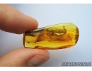 Cerambycidae, Longhorn Beetle and Tortoise mites ( Acari, Uropodidae) on a beetle in Baltic amber #4775