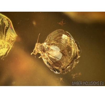 Rare Psyllid, Psylloidea Aphalaridae in Baltic amber #4780