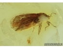 Rare  Psyllid, Psylloidea in Baltic amber #4781