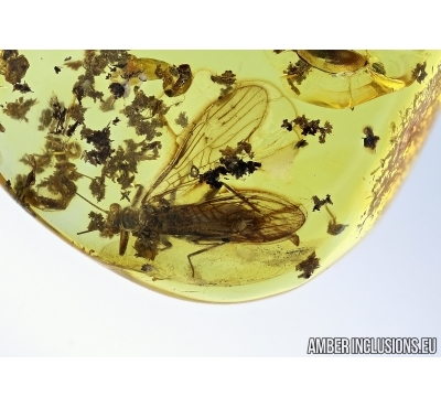  Plecoptera, Stonefly   in Baltic amber #4784