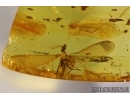 ISOPTERA, TERMITE in BALTIC AMBER #4794