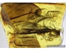 Aves, Very rare 5 Bird Feathers in Baltic amber #4800