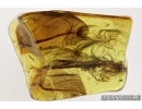 Aves, Very rare 5 Bird Feathers in Baltic amber #4800