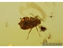  Ant and Aphid Symbiosis in Baltic amber #4809