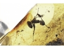  Ant and Aphid Symbiosis in Baltic amber #4809