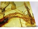 Mammalian hair and crystals in Baltic amber #4814