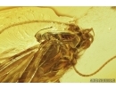  3 nice Caddisflies Trichoptera and Antlike leaf beetle Aderidae in Baltic amber #4817