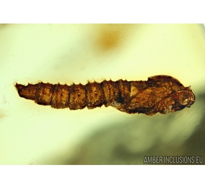  Anisopodidae, Wood gnat pupae and more in Baltic amber #4865