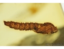  Anisopodidae, Wood gnat pupae and more in Baltic amber #4865